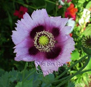 STUNNING Papaver PURPLE JESTER Poppy Seeds ANNUAL