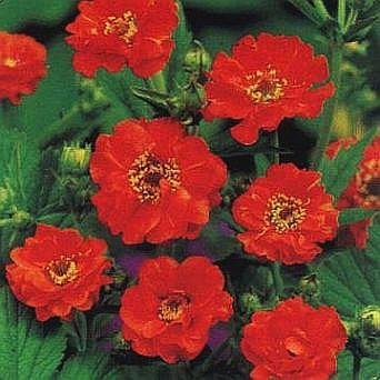 0009 - STUNNING RED Mrs. Bradshaw PERENNIAL Seeds