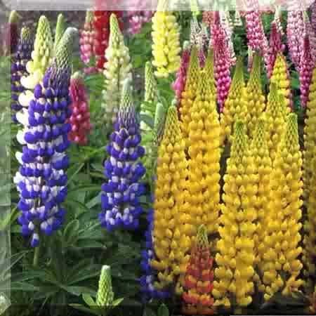 0077 - STUNNING SPIKES of LUPINS - BLUE Only Perennial Seeds