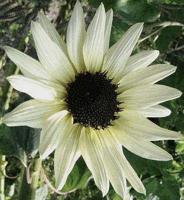 Sunflower Seeds ITALIAN WHITE Annual AMAZING FOR CUT FLOWERS
