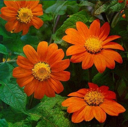 TITHONIA Goldfinger Seeds HUGE 3inch MEXICAN SUNFLOWER Annual