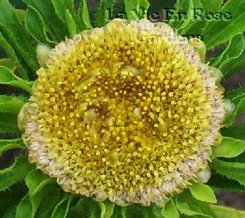 SPECIAL - UNUSUAL AND RARE Aster HULK/Green Leaves SEEDS Annual