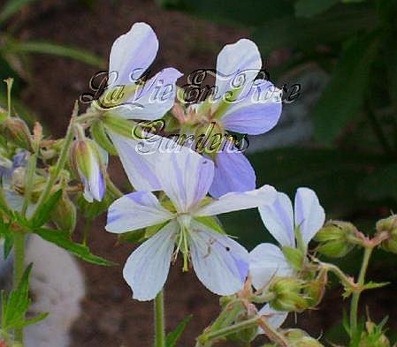 1627 - UNUSUAL PERENNIAL Geranium Splish Splash seeds
