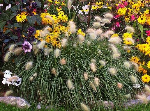 WHITE FOXTAIL Ornamental Grass STUNNING Annual SEEDS