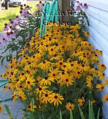 0020 - WONDERFUL EYE-CATCHER Rudbeckia Goldstrum Seeds PERENNIAL