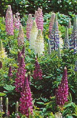 0086 - WONDERFUL SPIKES LUPINS - RED Only Perennial - SEEDS