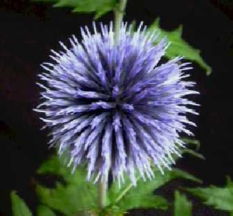 0219 - SPLENDID EVERLASTING Echinops ritro PERENNIAL seeds