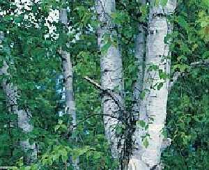 LEGENDARY White Birch Tree SEEDS Betula Papyrifera