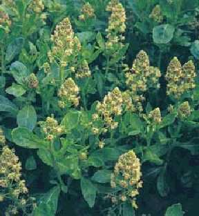 Mignonette Sweet Scented - Reseda odorata ANNUAL seeds