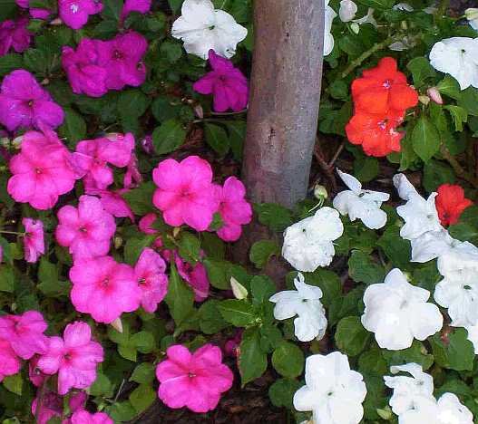 DEPENDABLE & POPULAR Impatiens MIXED Seeds ANNUAL