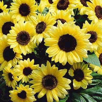 Fabulous Sunflower 'Valentine' ANUUAL Seeds