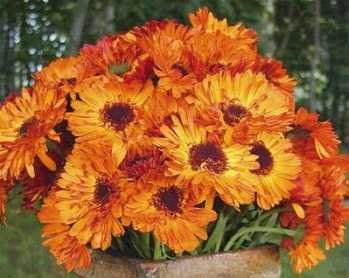 SPLENDID Calendula Marigold 'Victoria Sunset' ANNUAL Seeds