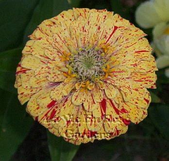 FESTIVE ZINNIA Candy Cane ANNUAL Seeds