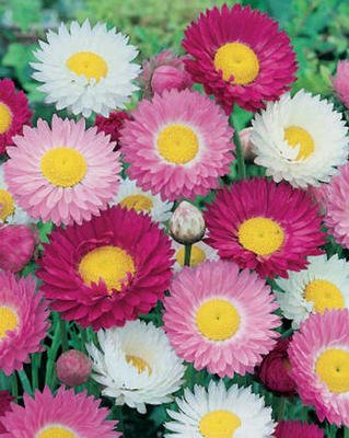 HEIRLOOM Sensation Giants Strawflower ANNUAL