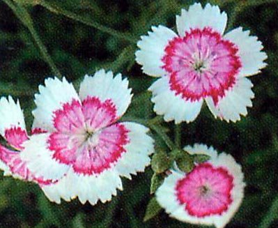 Arctic Fire Dianthus deltoides PERENNIAL Seeds