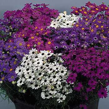 Bravo Mixed Brachycome iberidifolia DELIGHTFUL Annual