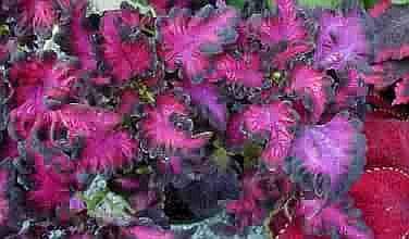 CURIOUS Black Dragon COLEUS Annual SEEDS