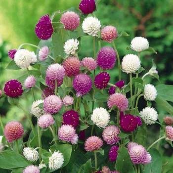 Globosa Tall Mix Gomphrena EVERLASTING annual SEEDS