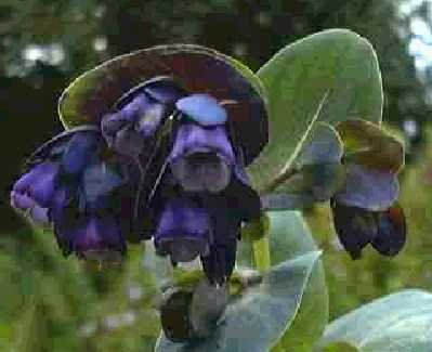 Kiwi Blue Cerinthe Cerinthe major purpurescens ANNUAL
