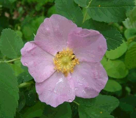 MARITIME Dwarf St. Martins Rose Rosa PERENNIAL seeds