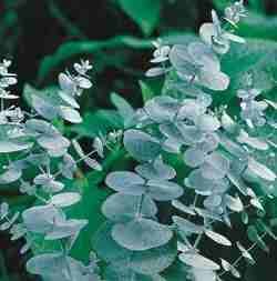 Silverdollar Eucalyptus FOR DRIED FLOWER ARRANGEMENTS