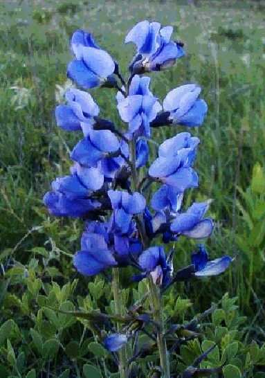 Tall Baptisia australis 'False Indigo' PERENNIAL Seeds