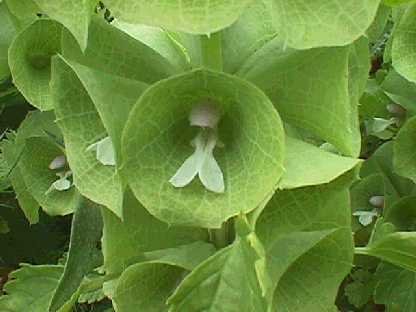 UNUSUAL Bells of Ireland HEIRLOOM Seeds ANNUAL