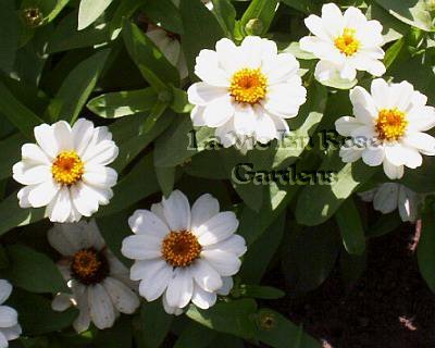DWARF Profusion Series ZINNIA White Seeds ANNUAL