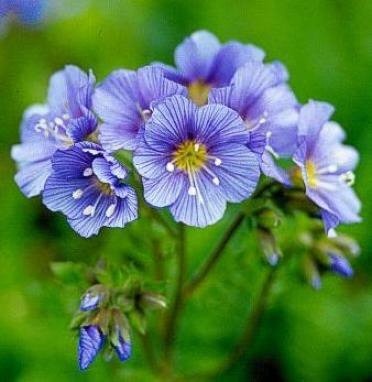 Eye-Catching Jacob's Ladder PERENNIAL seeds