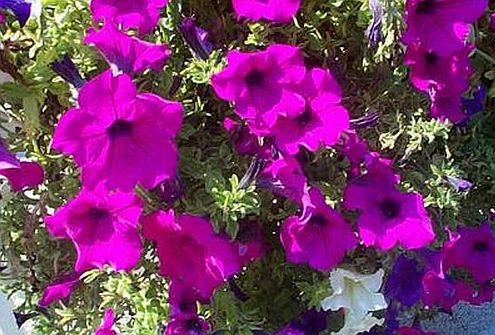 PETUNIA 'Fuschia' EYE-CATCHER Annual Seeds