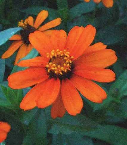 Profusion Series DWARF ZINNIA Fire Seeds ANNUAL