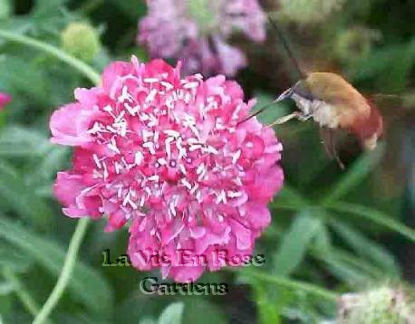 STRIKING 'Salmon Pink' SCABIOSA Annual SEEDS