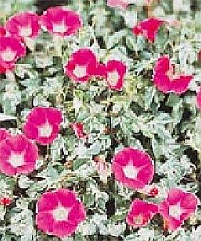 VARIEGATED IVY-LEAF Morning Glory MINI BAR ROSE Vine
