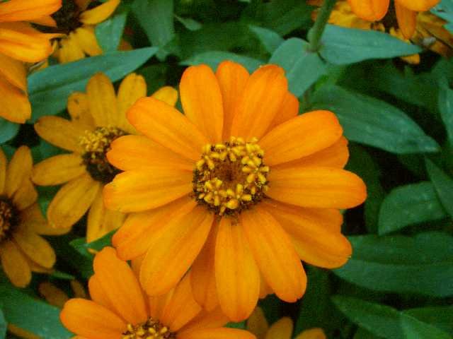APRICOT Seeds ANNUAL DWARF ZINNIA Profusion Series