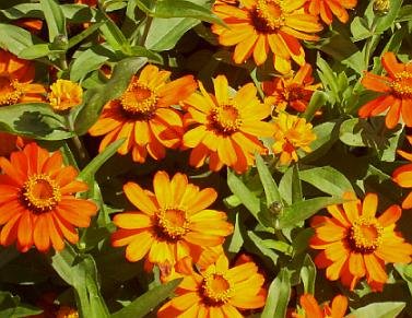 DWARF ZINNIA Profusion Series ORANGE Seeds ANNUAL