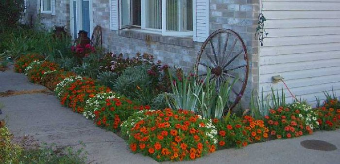 MIXED Seeds ANNUAL DWARF ZINNIA Profusion Series