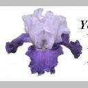 CLEAR Address Labels BEARDED IRIS 'BA' Personalized