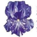 BEARDED IRIS 'BATIK' Personalized CLEAR Address Labels