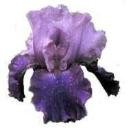 CLEAR Address Labels BEARDED IRIS 'BE' Personalized