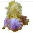 CLEAR Address Labels BEARDED IRIS 'EO' Personalized