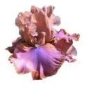 CLEAR Address Labels BEARDED IRIS 'AOC' Personalized