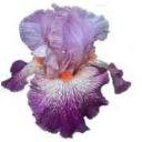 CLEAR Address Labels BEARDED IRIS 'AG' Personalized