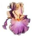CLEAR Address Labels BEARDED IRIS 'CR' Personalized