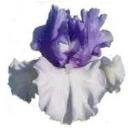 CLEAR Address Labels BEARDED IRIS 'ACH' Personalized