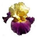 CLEAR Address Labels BEARDED IRIS 'DWD' Personalized