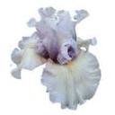 CLEAR Address Labels BEARDED IRIS 'FOGBOUND' Personalized