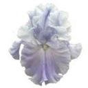 CLEAR Address Labels BEARDED IRIS 'FA' Personalized