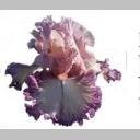 CLEAR Address Labels BEARDED IRIS 'NOID' Personalized