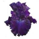 CLEAR Address Labels BEARDED IRIS 'HN' Personalized