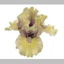 CLEAR Address LabelsBEARDED IRIS 'KP' Personalized